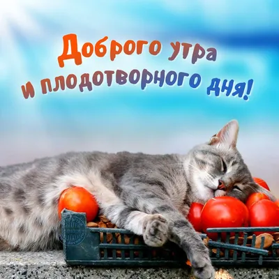 🎀Доброе утро всем!☀️ Впереди плодотворная неделя!😍 | Good morning, Cats,  Humor