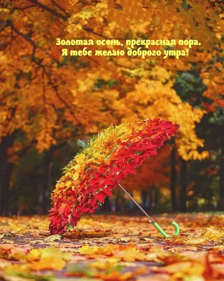 Осень - красивая пора! Доброе утро! | Мамочки КУПЧИНО | ВКонтакте