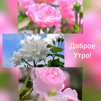 Картинки цветы розы доброе утро (66 фото) » Картинки и статусы про  окружающий мир вокруг