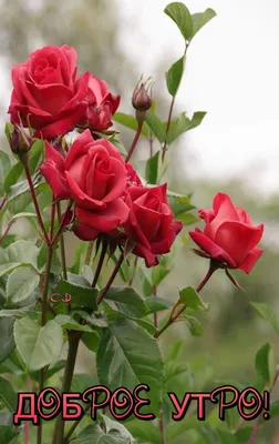 Доброе утро, розы в вазе, сердечки…» — создано в Шедевруме