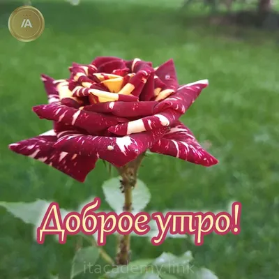 Создать мем \"доброе утро букет роз, цветок розы, от всей души доброе утро  здоровья и сил\" - Картинки - Meme-arsenal.com