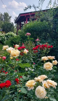 Доброе утро!!! | Beautiful roses, Montreal botanical garden, Flowers