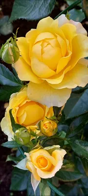 Создать мем \"доброе утро пожелания, с добрым утром красивые пожелания, доброе  утро розы\" - Картинки - Meme-arsenal.com
