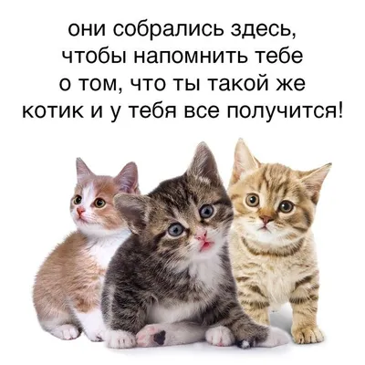 Добрые мемы с милыми котами на каждый день | Krutye puski | блог котов и их  человеков | Дзен
