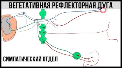 Что такое С-дуга? - Радиомед Центр