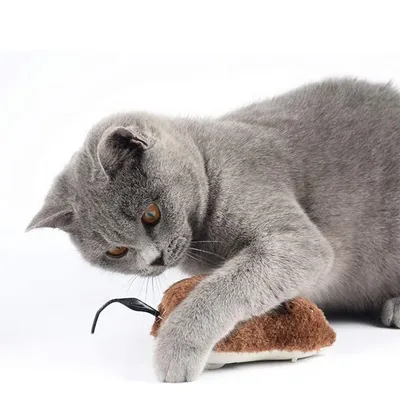 Можно ли стричь когти кошкам, какие инструменты использовать