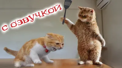 Rokki Когтеточка для кошки с мятой