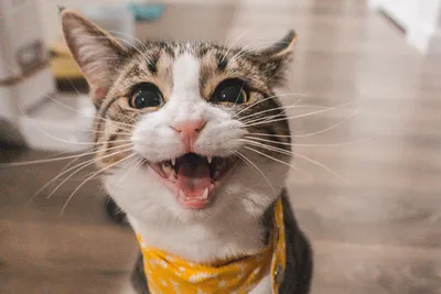 Стало известно, как по ушам, хвосту и глазам распознать агрессию кошки -  Газета.Ru | Новости