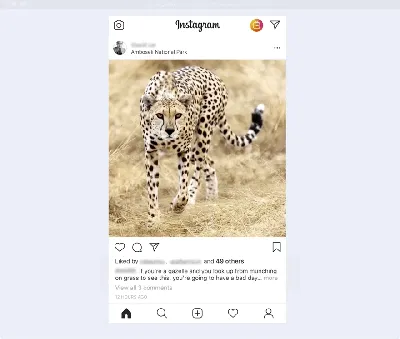 Canva: делаем дизайнерские публикации в Instagram*