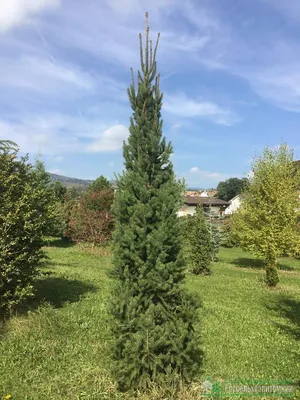 Ель обыкновенная, европейская (Picea abies, excelsa)