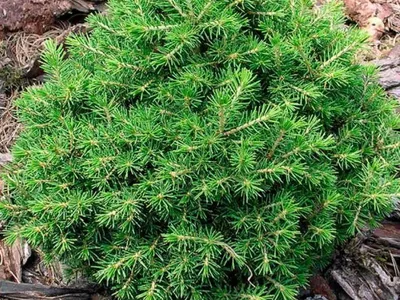 Ель обыкновенная (конус) Picea abies купить в Челси Гарден