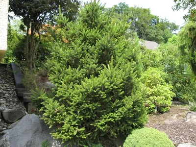 Ель обыкновенная Пуш (Picea abies Pusch) С3 — Питомник Летний сад