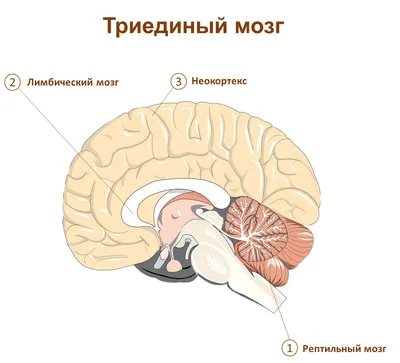 Любите ли вы эмоционально живых людей? | Пикабу