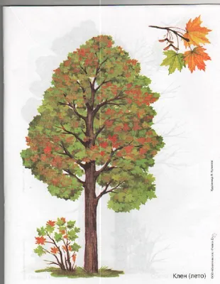 Знание Дерево Растет Из Книги — стоковая векторная графика и другие  изображения на тему 2015 - 2015, Векторная графика, Время года - iStock