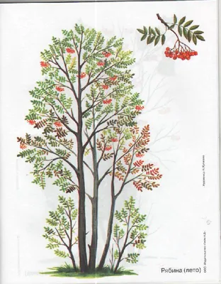 Иллюстрация 6 из 33 для Деревья в картинках. Наглядное пособие для  педагогов, логопедов, воспитателей и родителей | Лабиринт - книги.  Источник: SVETLANKA