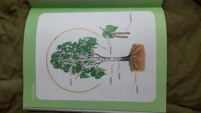 Идеи Книги Образование Деревья Развитие Обучение Природа — стоковые  фотографии и другие картинки Дерево - iStock