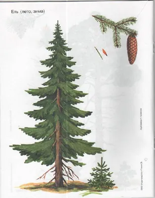Картина красивого огромного древнего дерева фэнтези иллюстрированная  обложка книги фотография для фона, дерево, огромный, краска фон картинки и  Фото для бесплатной загрузки