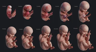 [74+] Этапы развития эмбриона в картинках обои