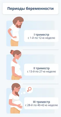 Этапы развития эмбриона человека Векторное изображение ©AlexanderPokusay  104683136