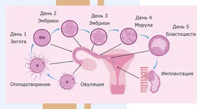 Эмбриональное развитие человека