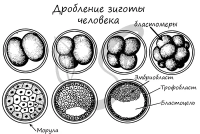 Беременность. Развитие плода