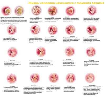 Этапы развития ребенка в утробе матери | ОБУЗ \"Родильный дом № 1\" г. Иваново