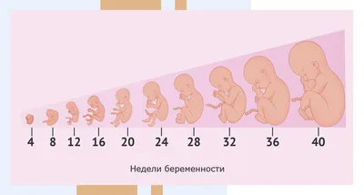 MamaMia.By :: Просмотр темы - Беременность в картинках.