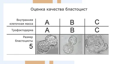 Развитие плода по неделям беременности: календарь, таблица и этапы  эмбрионального развития