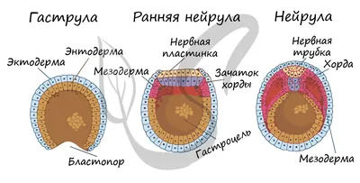 Проект «Психологическая неделя как средство развития гармоничного  становления личности ребенка в ДОУ, обеспечение его эмоционального  благополучия» | Интерактивное образование