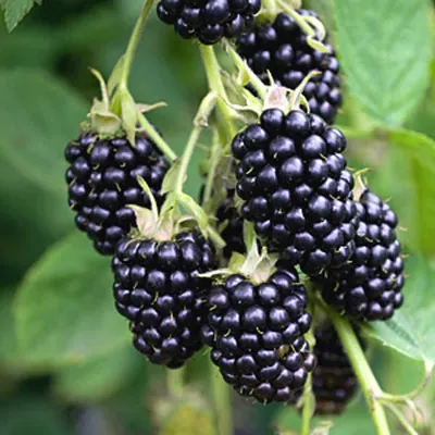 Ежевика (Rubus fruticosus)