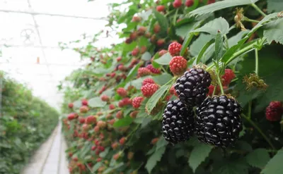 Ежевика Victoria - Ежевика - GardenPlants