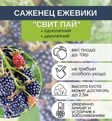 Ежевика \"Торнфри\" ✓ купить саженцы в питомнике в Москве, Туле, Белгороде