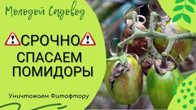 Как не нужно бороться с фитофторой. Распространенные заблуждения