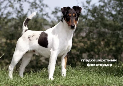 Фокстерьер жесткошерстный | Royal Canin UA