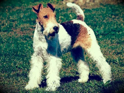 Гладкошёрстный фокстерьер (Canis lupus familiaris 'Smooth Fox Terrier') -  Rock Identifier