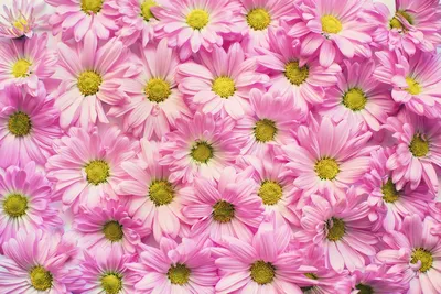 Красивый цветочный фон природы с цветами хрисантем Стоковое Фото -  изображение насчитывающей снизу, хризантема: 159925272