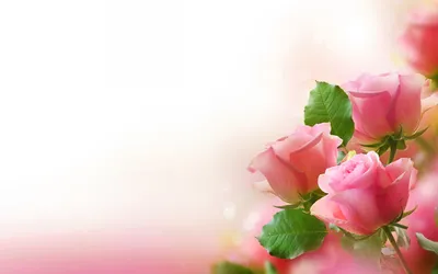 цветочки с цветами в облаках белой краски под водой розовый фон. концепция  «день матери». абстрактная идея весенних цветов Стоковое Изображение -  изображение насчитывающей цветок, цвет: 278384813