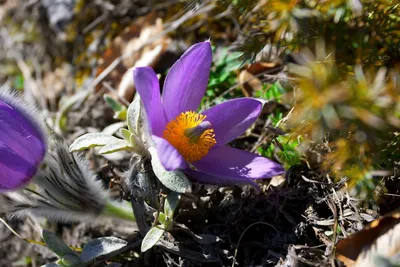 Прострел обыкновенный фиолетовый (Сон-трава). (Pulsatilla vulgaris  'Gotlandica') 3-летнее растение купить в интернет-магазине ЦВІТСАД с  доставкой по Украине