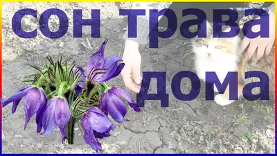 Сон-трава луговая (прострел) белая Pulsatilla pratensis white - купить  семена цветов с доставкой по Украине в магазине Добродар