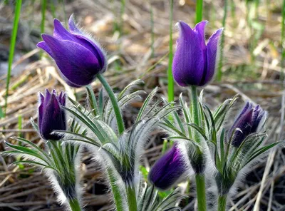 Прострел обыкновенный фиолетовый (Сон-трава). (Pulsatilla vulgaris  'Gotlandica') 3-летнее растение купить в интернет-магазине ЦВІТСАД с  доставкой по Украине