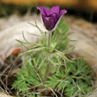 Прострел альпийский (Pulsatilla alpina) - «Сон-трава» | отзывы