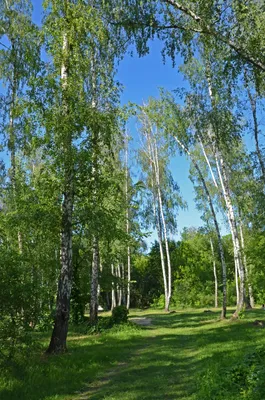 File:Березовий гай, Деснянський район 01.jpg - Wikimedia Commons