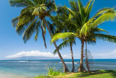 Фотографии гавайские острова штаты Океан Природа Пальмы берег