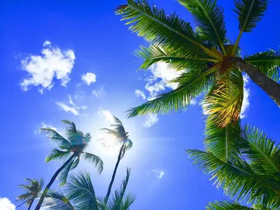 Гавайи Алоха Пальмы Bluesky - Бесплатное фото на Pixabay - Pixabay