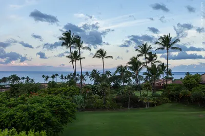 фон пляжа Гавайи. наслаждаться раем в Гавайи. тропический пейзаж летних  пейзажей с пальмами Стоковое Изображение - изображение насчитывающей  затишье, небо: 239057887
