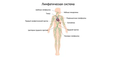 Где находятся лимфоузлы в паху картинки