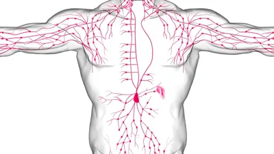 Расположение лимфоузлов на теле человека (мужчин и женщин): фото, схемы и  анатомия 👩 👨