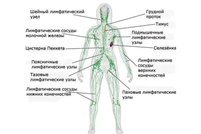 Рак лимфоузлов: Первые симптомы и прогноз с метастазами