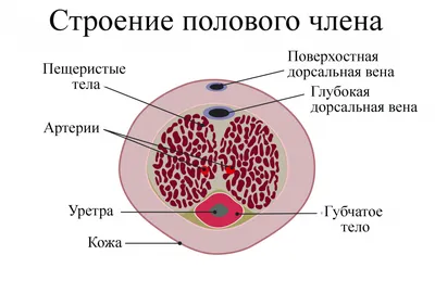 Лечение генитального герпеса у мужчин в Москве