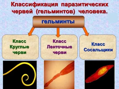 Tibbiyot Dunyosi» Paras — точнейшая диагностика видов гельминтоза у  взрослых и детей | Tibbiyot Dunyosi — медицинский центр, лаборатория, центр  вакцинации в Ташкенте, Узбекистан